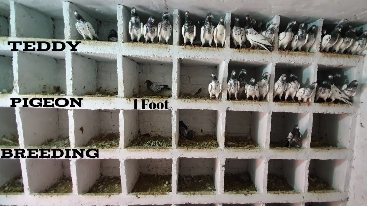 Pigeon Breeding Coops