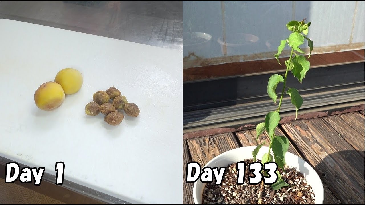 スーパーで買った梅の種を取って植えてみると… / How to grow plum from store bought plum