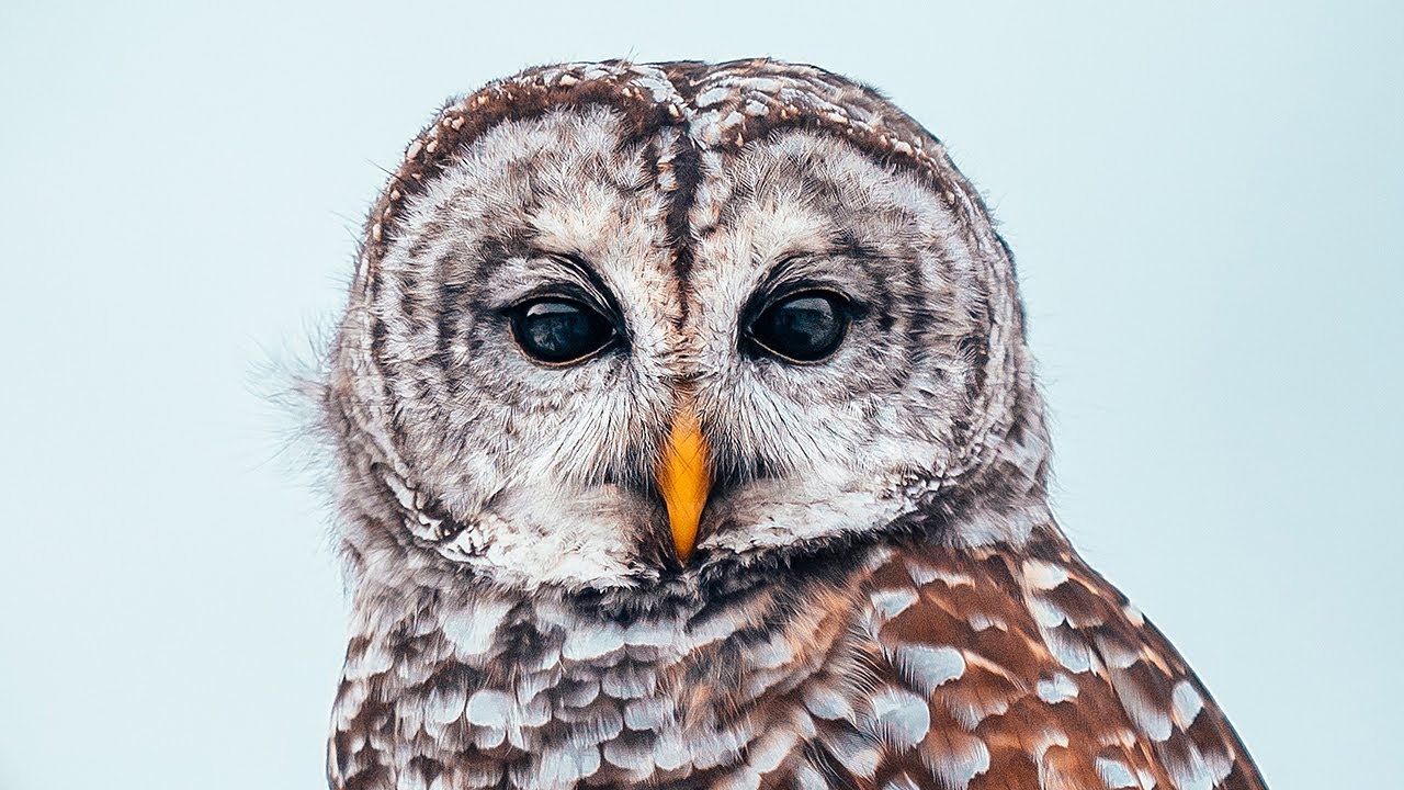 5 TIPS for SHOOTING and EDITING Wildlife Photos