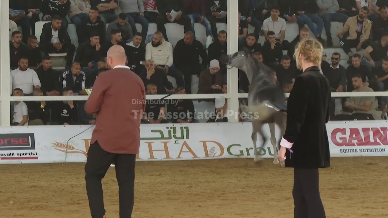West Bank championship showcases purebred Arabian horses in Jericho
