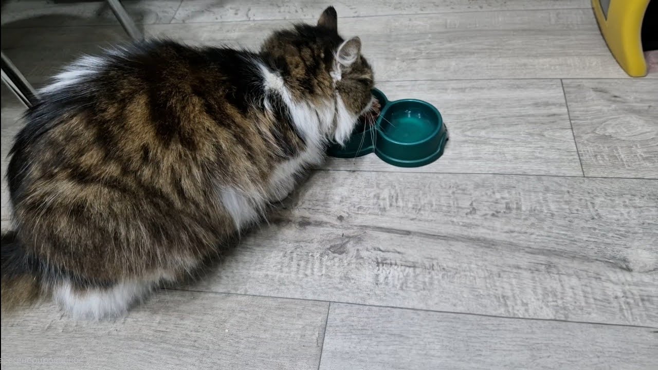 Что сказал ветеринар...Мы очень переживали за кота 🐱 