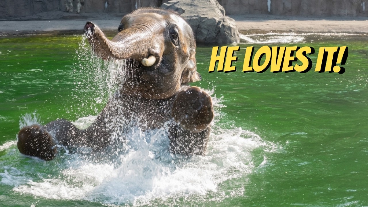 17-летний слон бесится в гигантском бассейне на 600 тысяч литров! 💦🐘