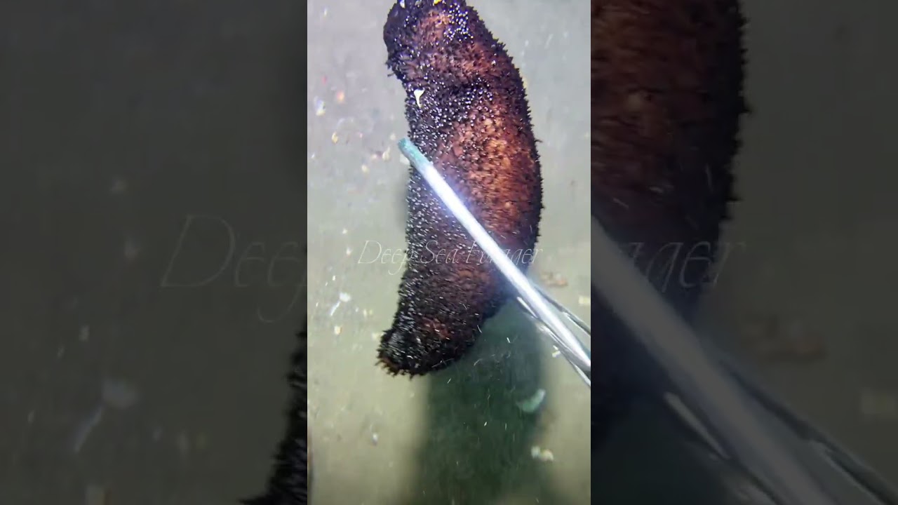 Deep sea forager |  caught crab #deepseaforager #caughtcrab #seafoods #oceanforaging