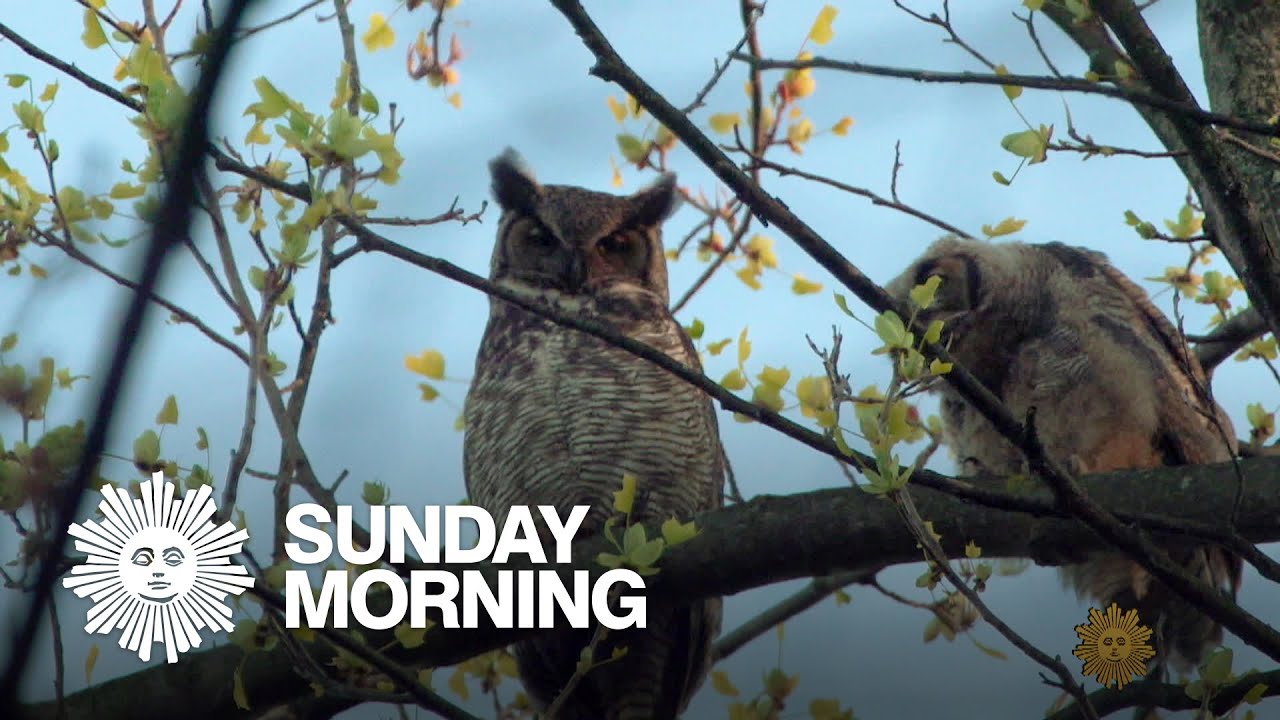 Nature: Great horned owls