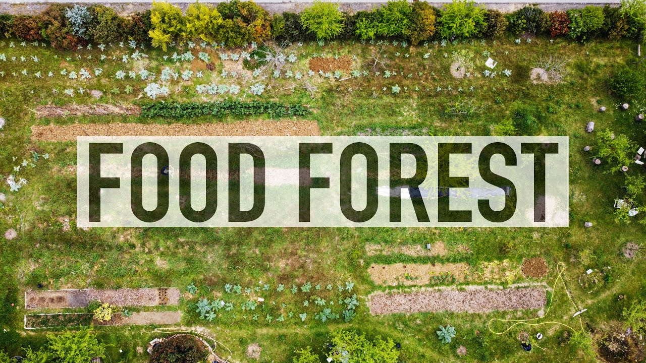 FOOD FOREST E ORTO IN PERMACULTURA. CON STEFANO SOLDATI