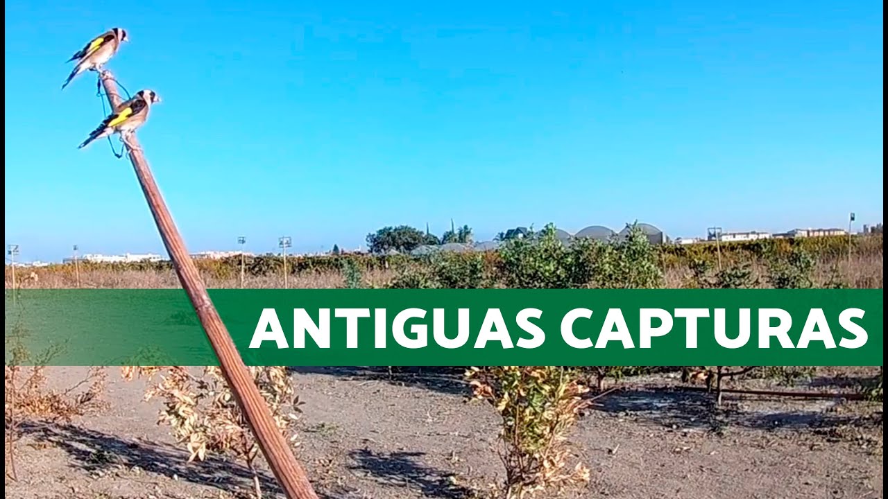 Buenas tiempos de CAPTURAS de JILGUEROS y VERDERONES 🐦🥅
