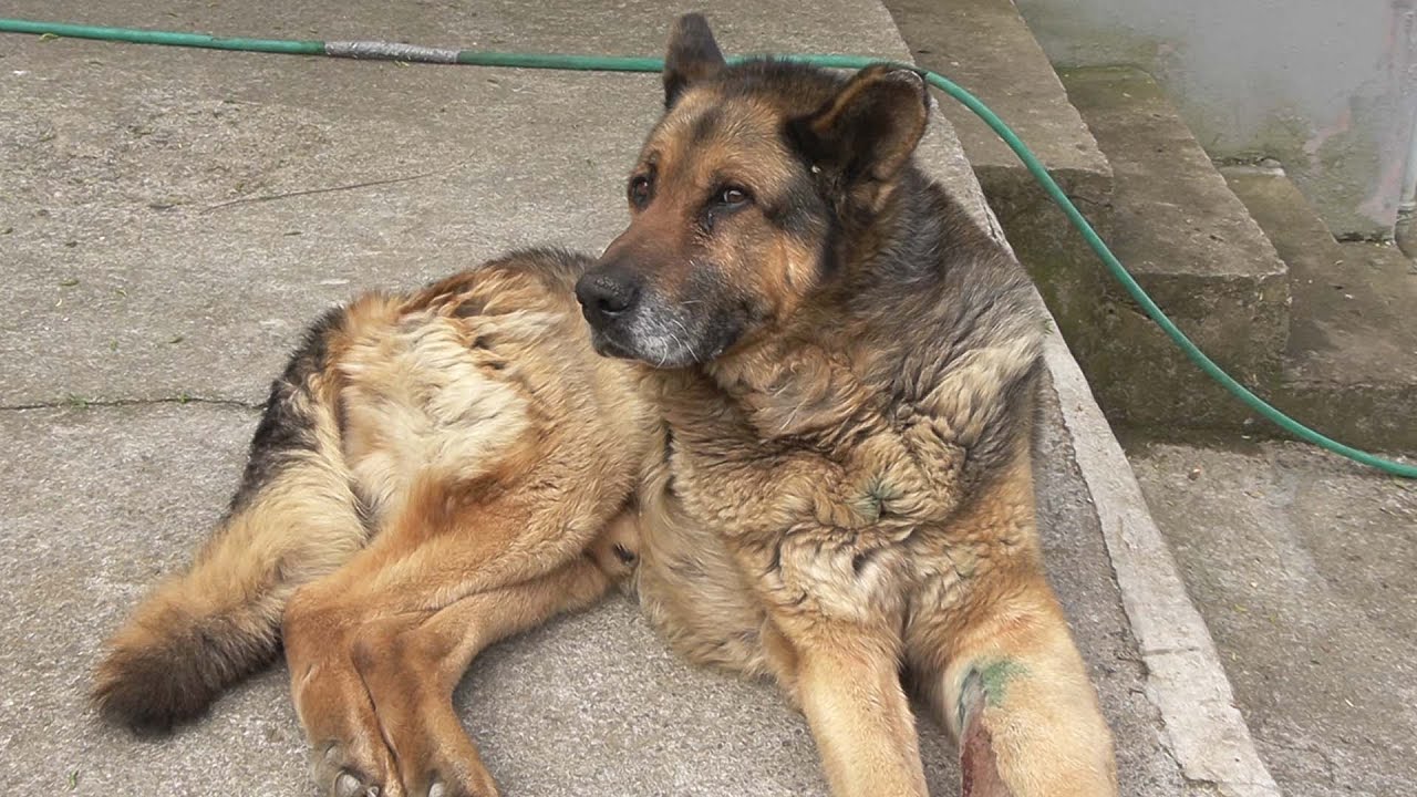 köpeğim kanser oldu..