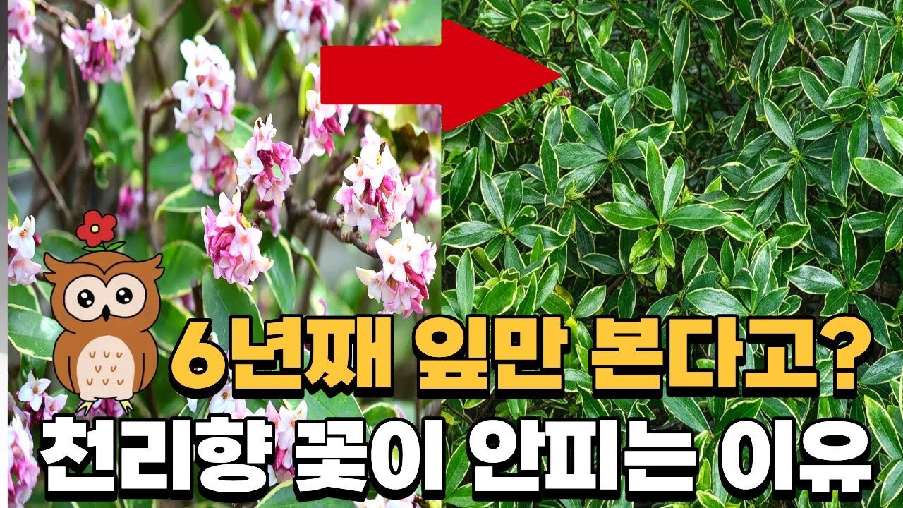 천리향 꽃 못보고 6년간 잎만 보는 이유 [구독자 고민 해결]