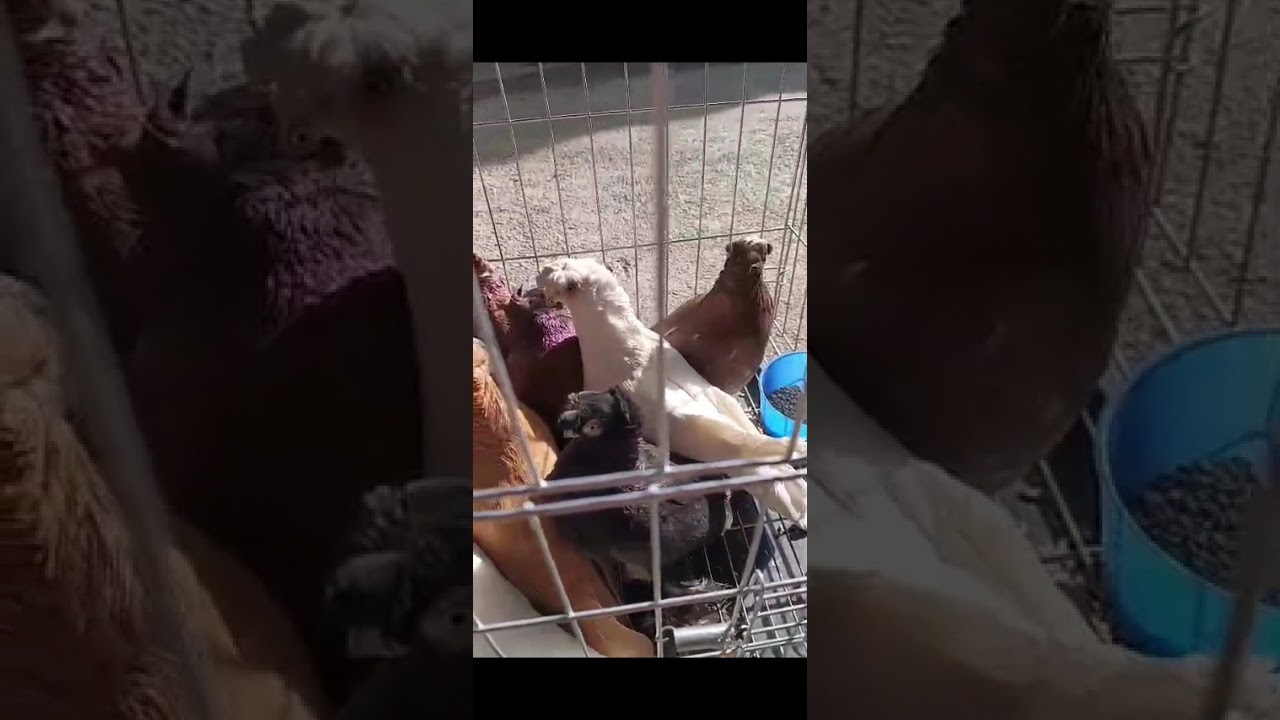Узбекские голуби Pigeons الحمام Tauben  merpati کبوتر 鴿子 ハトkaʙūtar güvercinler porumbei 20/02/26