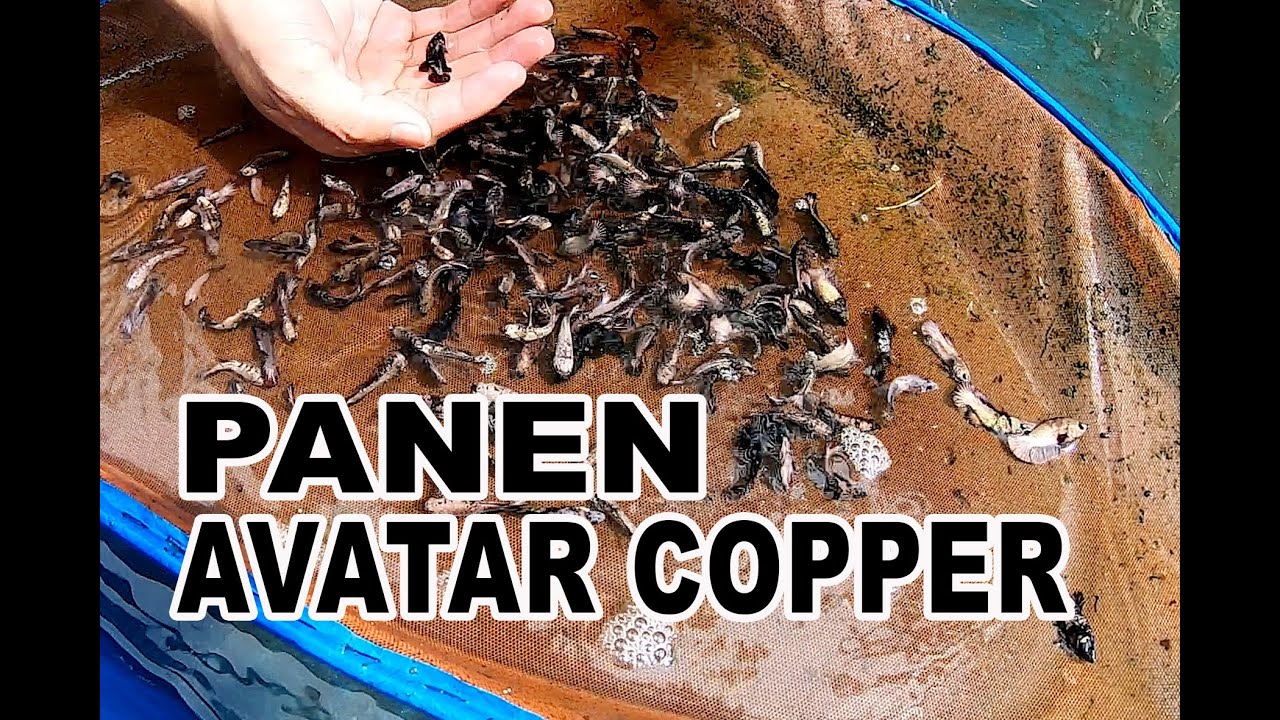 PANEN AVATAR COPPER || CUPANG MANIAX