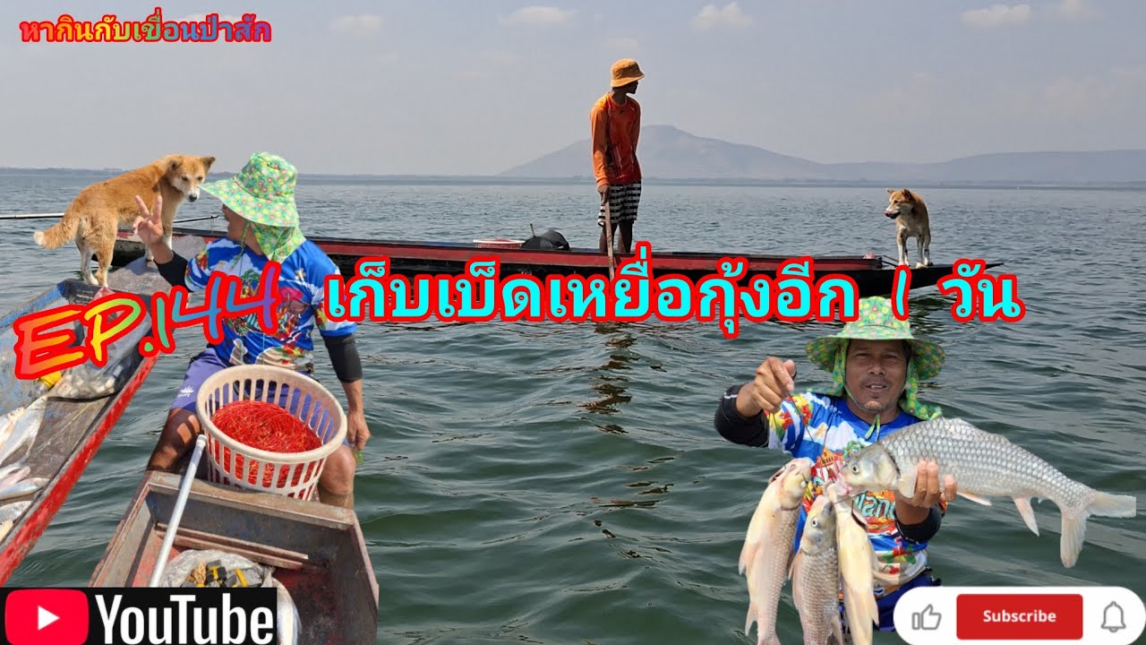 EP.144 เก็บเบ็ดเหยื่อกุ้งอีก 1 วัน #fishing  #เบ็ดราว #นั่งเรือตกปลา #หากินกับเขื่อนป่าสัก 