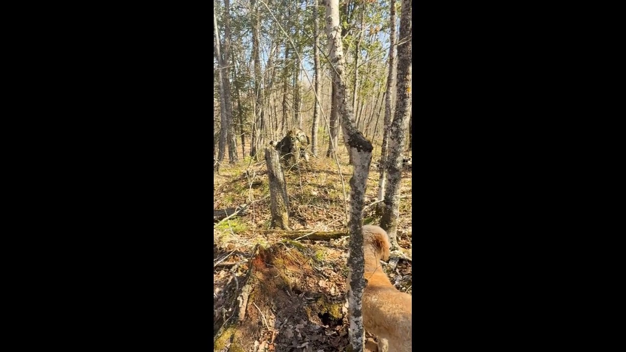 April 2025 WLC Otter Observations