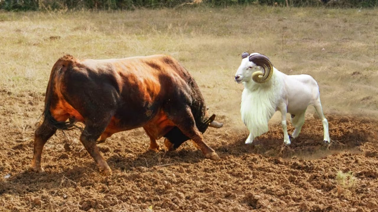 Sekali Tubruk Sapi Langsung M4T1 Oleh Kambing - TOP Momen Kambing Melawan Berbagai Jenis Hewan
