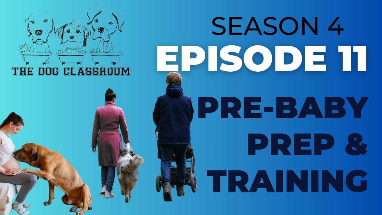 Pre-Baby Prep & Training  - The Dog Classroom Podcast - S4E11