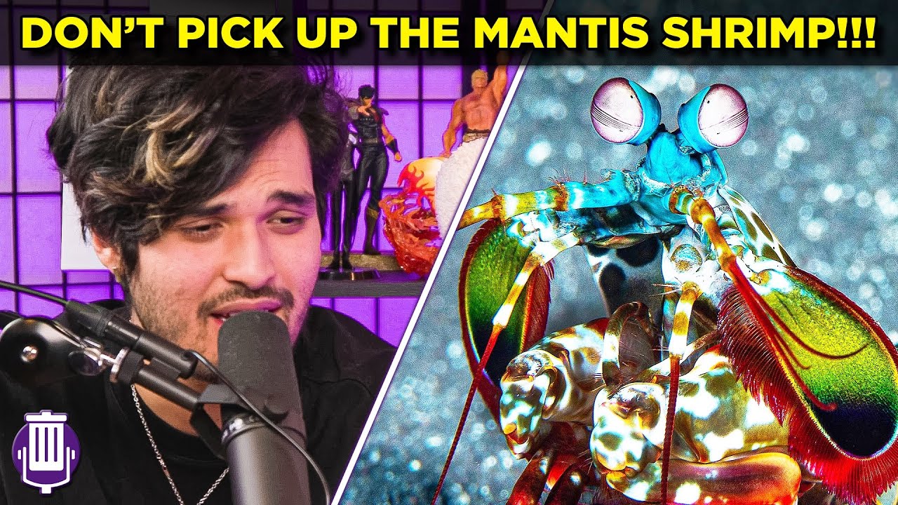 Why You Should NEVER Mess with the Mantis Shrimp