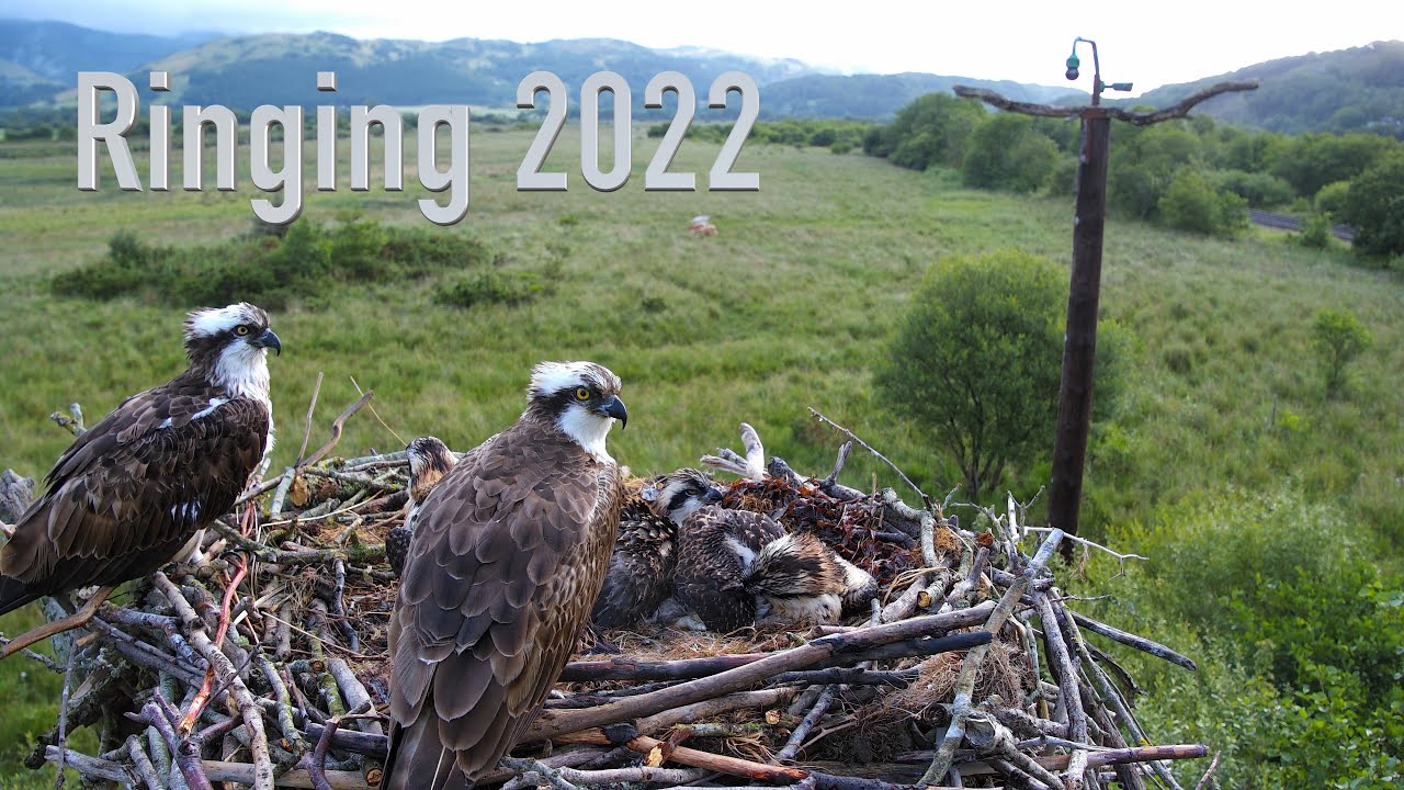 Ringing 2022- BENDIGEDIG