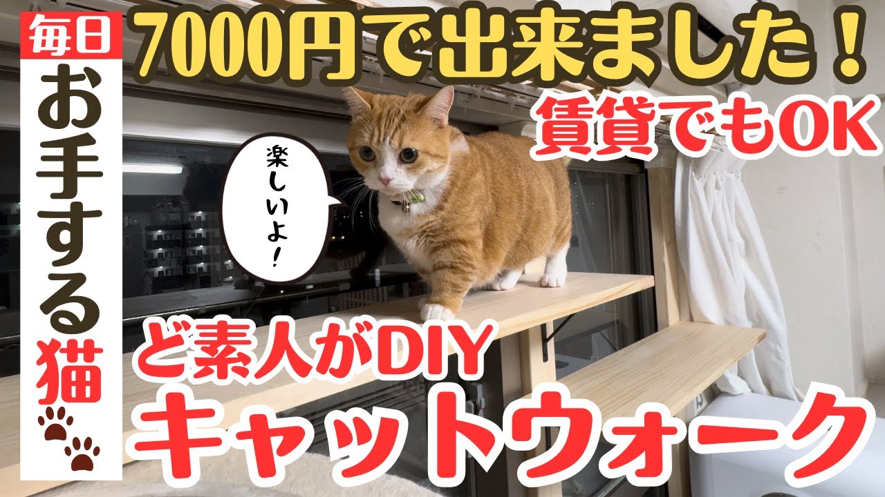 【ど素人DIY】7000円でキャットウォーク手作りました！最後に短足マンチがお手するよ！
