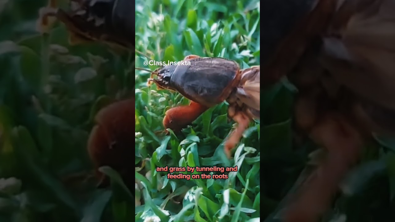 Masters of Underground Melodies: The Mole Cricket Symphony
