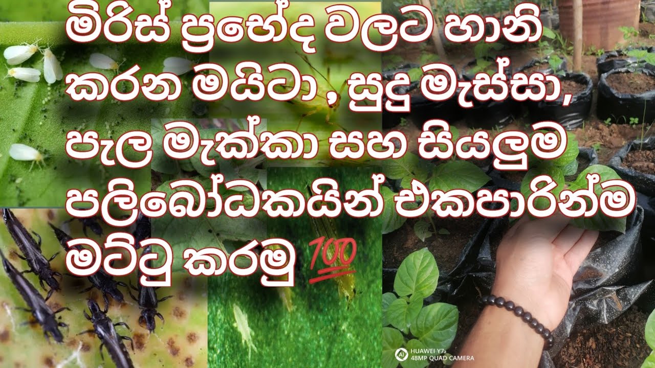මිරිස් ප්‍රභේදවලට හානි කරන මයිටා, පැළ මැක්කා, සුදු මැස්සා 💯එක පාරින් මර්දනය කරමු. @growWithMe-o5w 🌱
