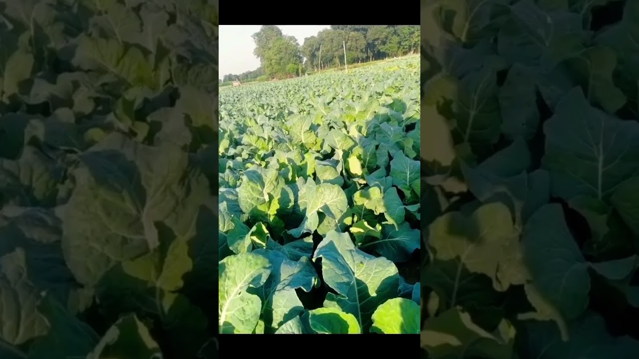 #bihar #farming #agriculture #khetikishani #vlog #biharagriculturevacancy