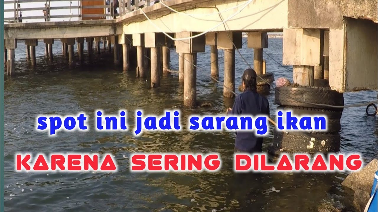 spot mancing baronang di ancol yang jarang-jarang di pancing
