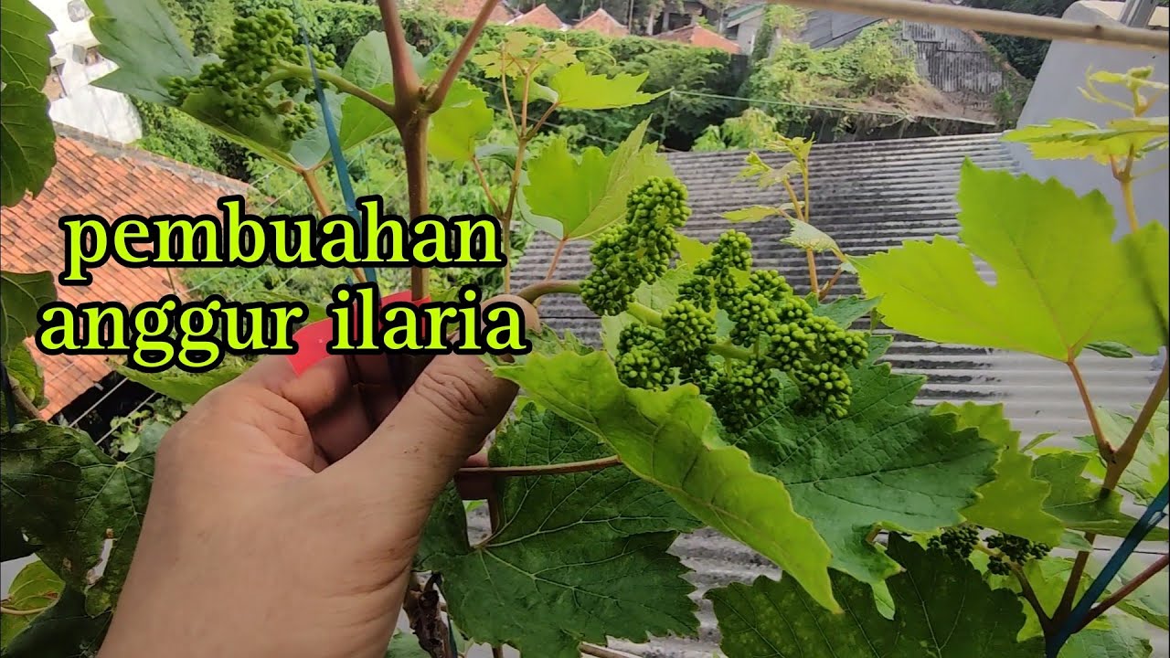 PEMBUAHAN ANGGUR ILARIA