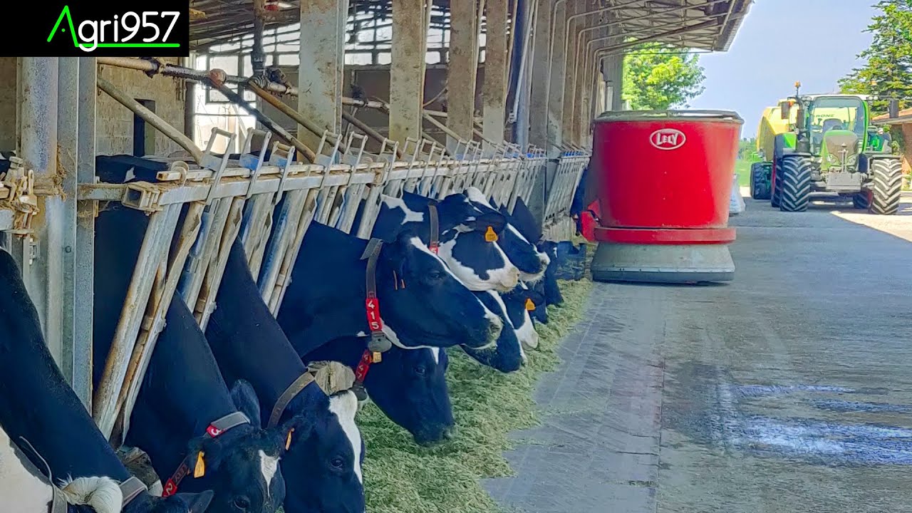 LELY VECTOR COWS AUTOMATIC FEEDING | PARMIGIANO REGGIANO ALIMENTAZIONE AUTOMATIZZATA con LELY VECTOR