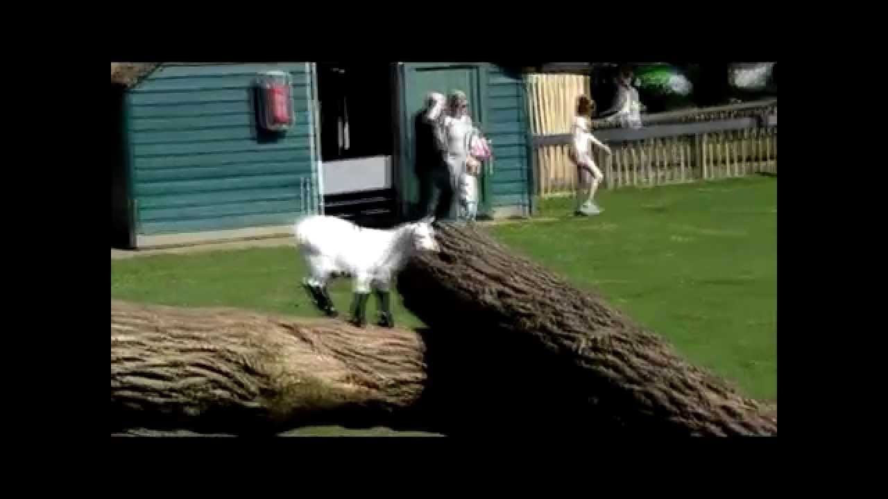 Goat jumps in slow motion (Twixtor test)