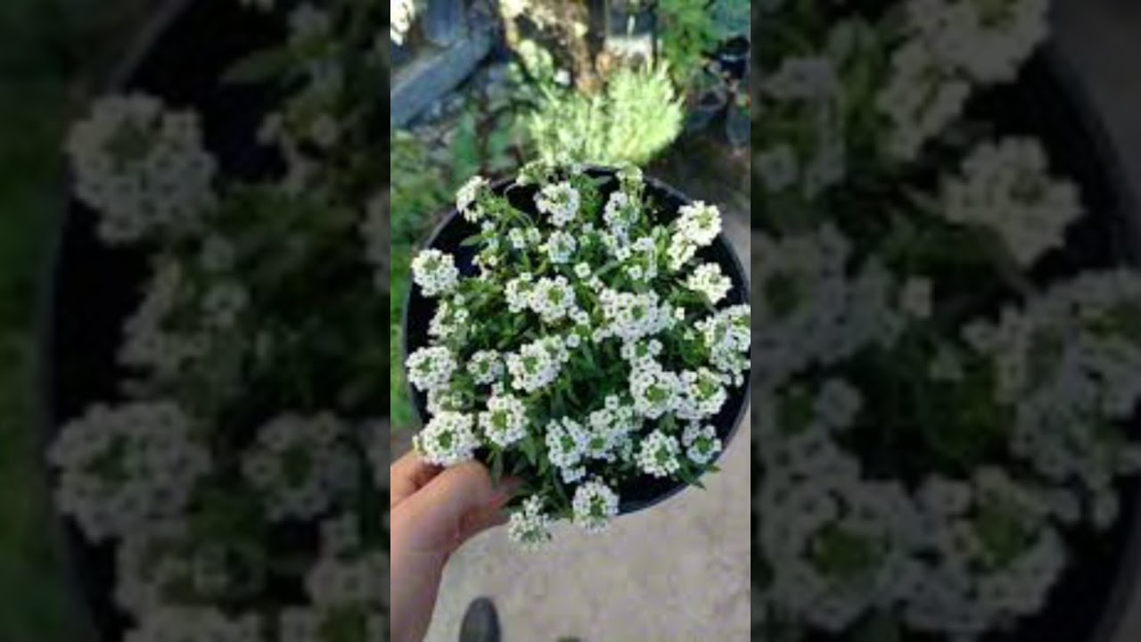 Cuidados de la planta panalillo #vivero #plantas #flores #jardin #plants #garden