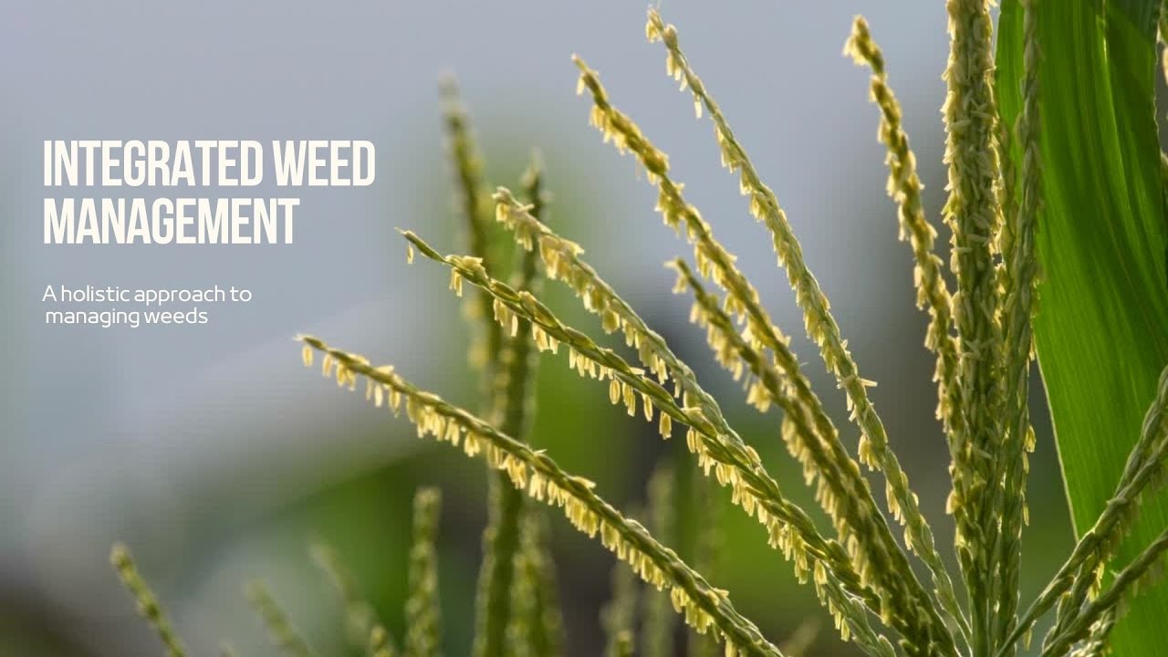Integrated Weed Management - Techy Turf Series