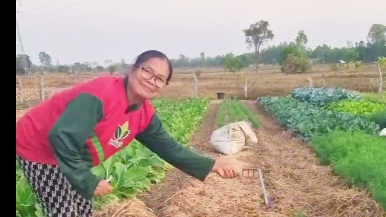วิถีชีวิตคนนอนนาปลูกผักบ้านๆคนนอนนาหากินตามทุ่งนาบ้านเฮากะส่ำบ้านเฮานี้ล่ะ