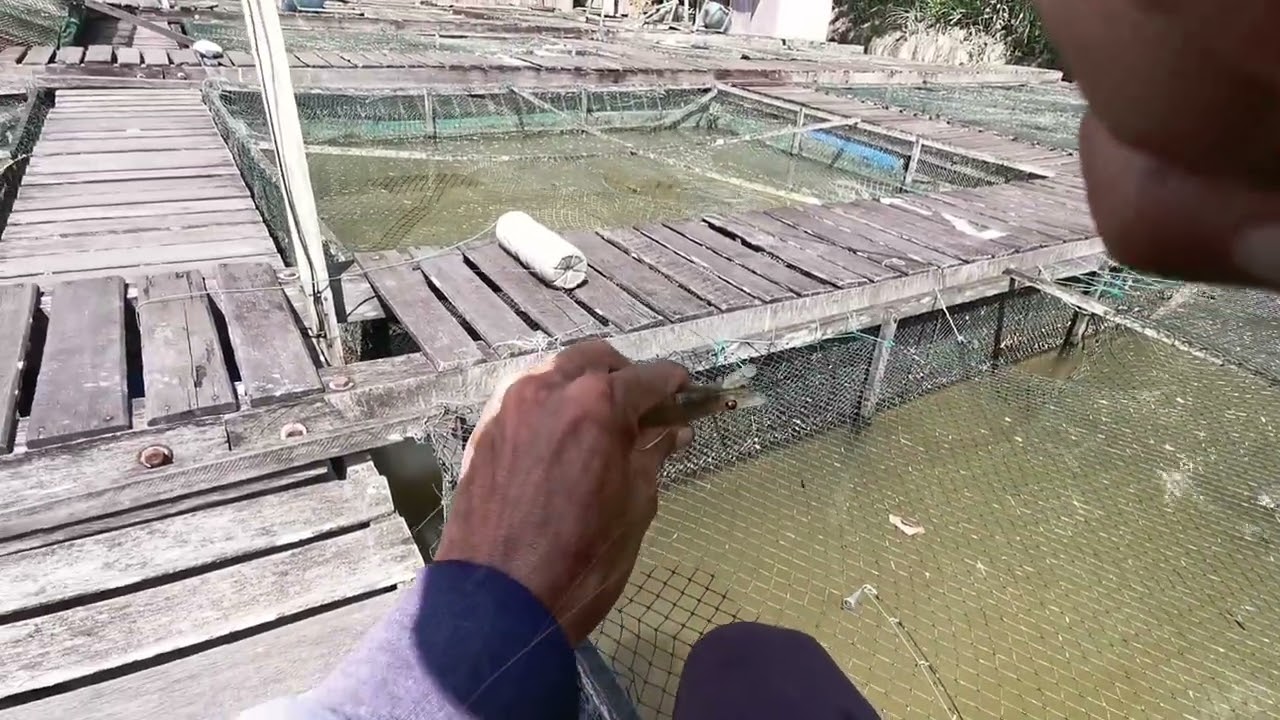 Mancing Udang Modal Sederhana, Hasil Lumayan Banget