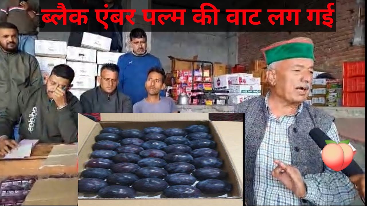 ब्लैक एबंर पल्म की वाट लग गई | Black Amber Plum Market | Himalayanf Farming | Live Update