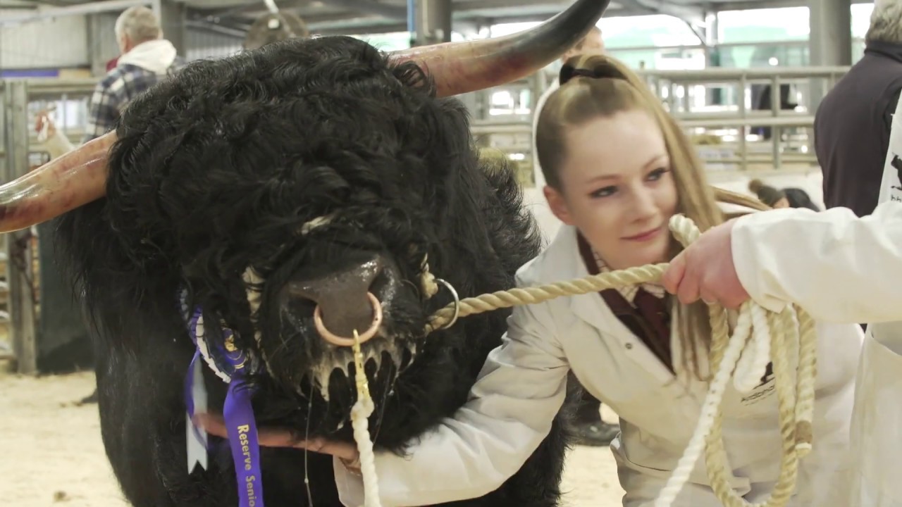 Ardbhan Highland Cattle at Oban sale 2019