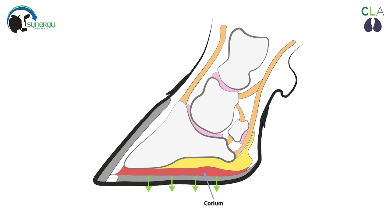Foot Anatomy by Mobility Matters, The Cattle Lameness Academy