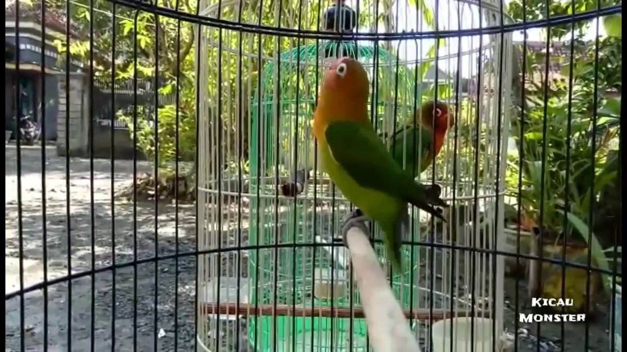 Lovebird paud 2,5bulan Fighter abiz!
