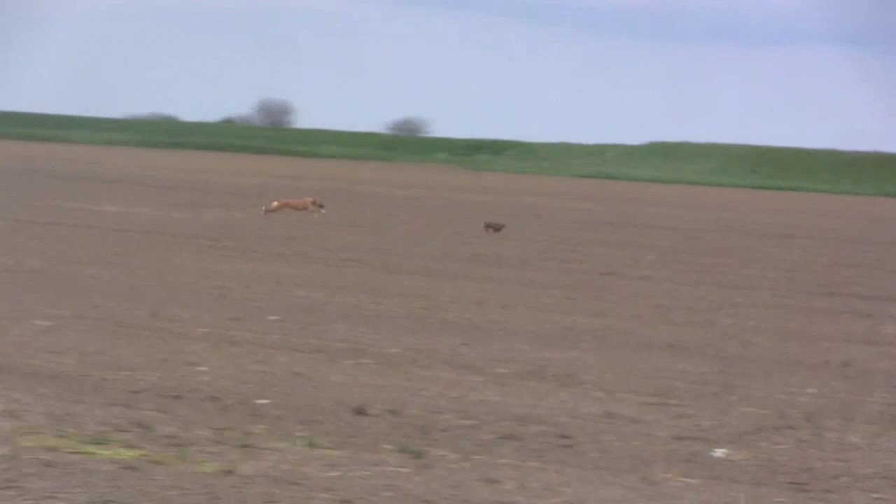 Gem on a hare