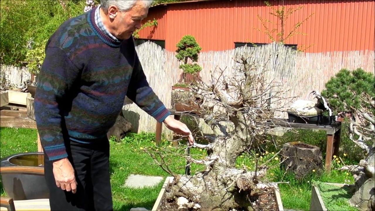 INTERNATIONAL BONSAI ACADEMY with Walter Pall - Episode VII - Extra large Carpinus..styling