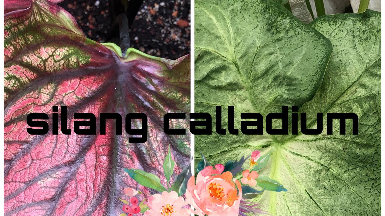 COMBLANGIN calladium