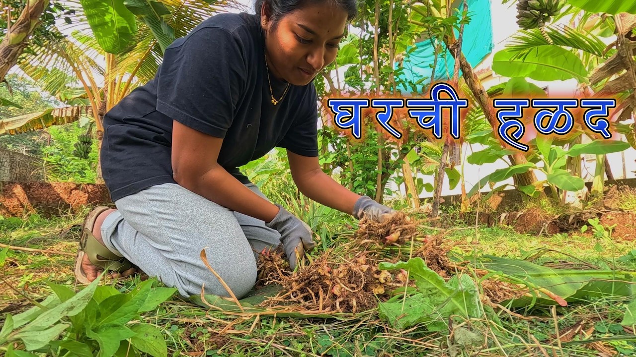 VLOG#45 घरची हळद #vlogs #marathivlog #turmeric #organic #farming