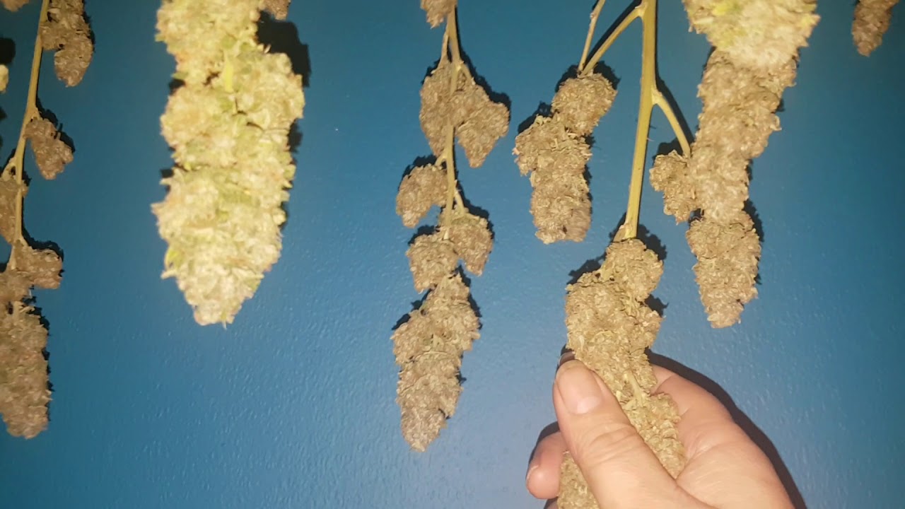 Think Big (Dutch passion) auto Harvest. Mark