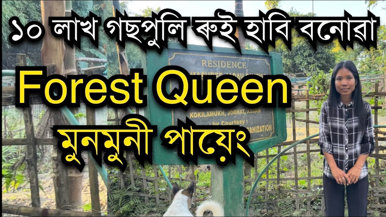 Forest Queen মুনমুনীয়ে ১০ লাখ গছপুলি ৰুই এখন হাবি বনালে।FOREST QUEEN OF ASSAM। Munmuni Payeng 