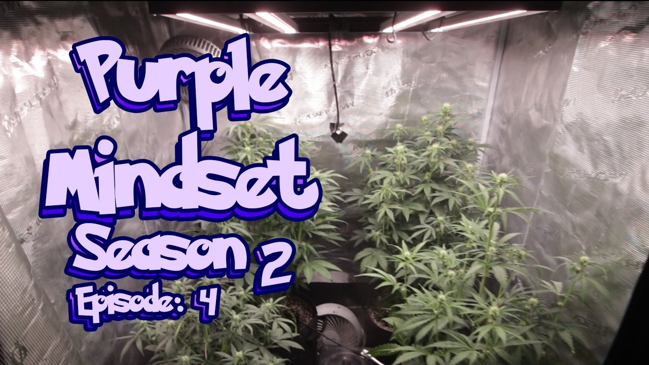 МОИ САМЫЕ ЛЮБИМЫЕ АВТОМОБИЛИ! Purple Mindset, 2 СЕЗОН, 4 СЕРИЯ - Интеллектуальная система Mars Hy...
