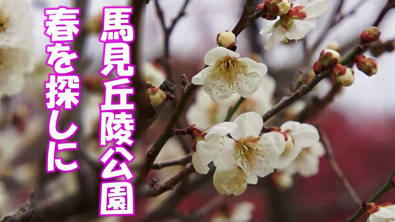 梅林 馬見丘陵公園