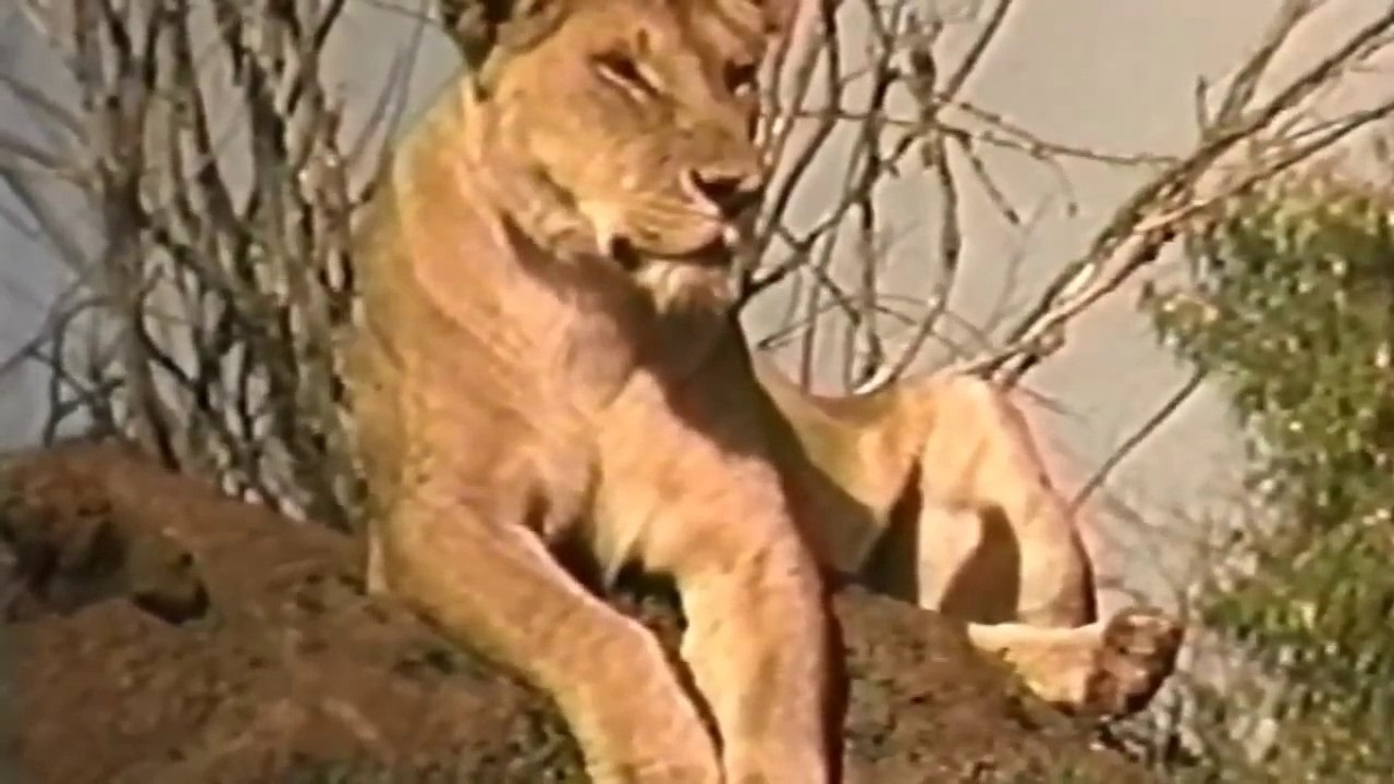 NATGEO DOCUMENTARY - AFRICA ~~ BIG CATS ~~ Full Documentary HD