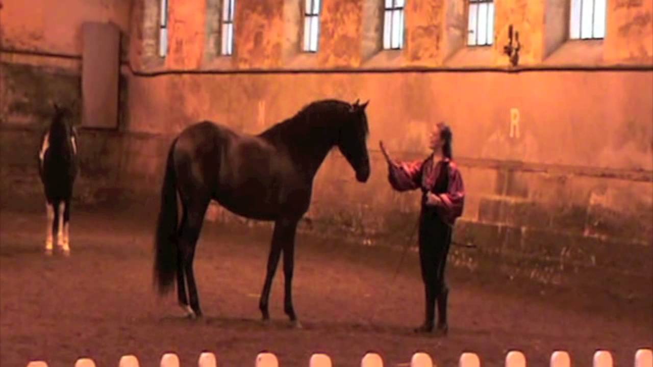 travail en liberté avec 3 chevaux