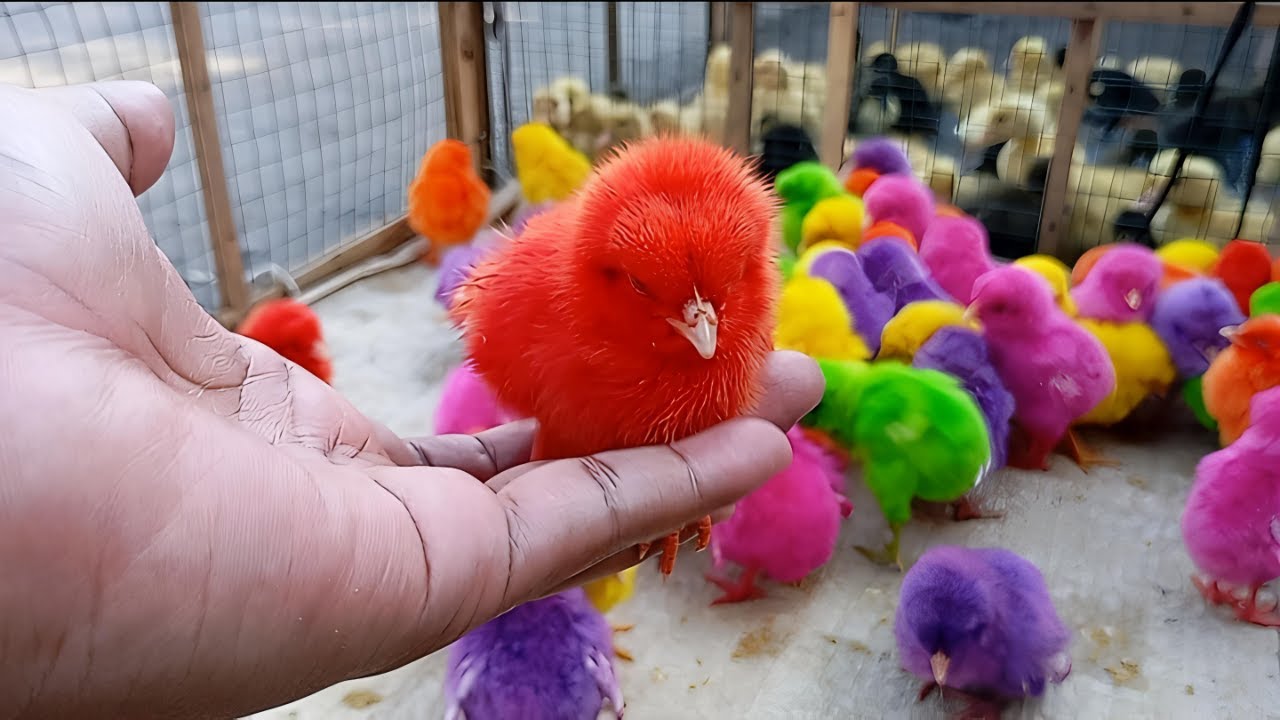 Cute Chicken Videos Video Paling Lucu | Learning Colors with Funny Chickens for Kids