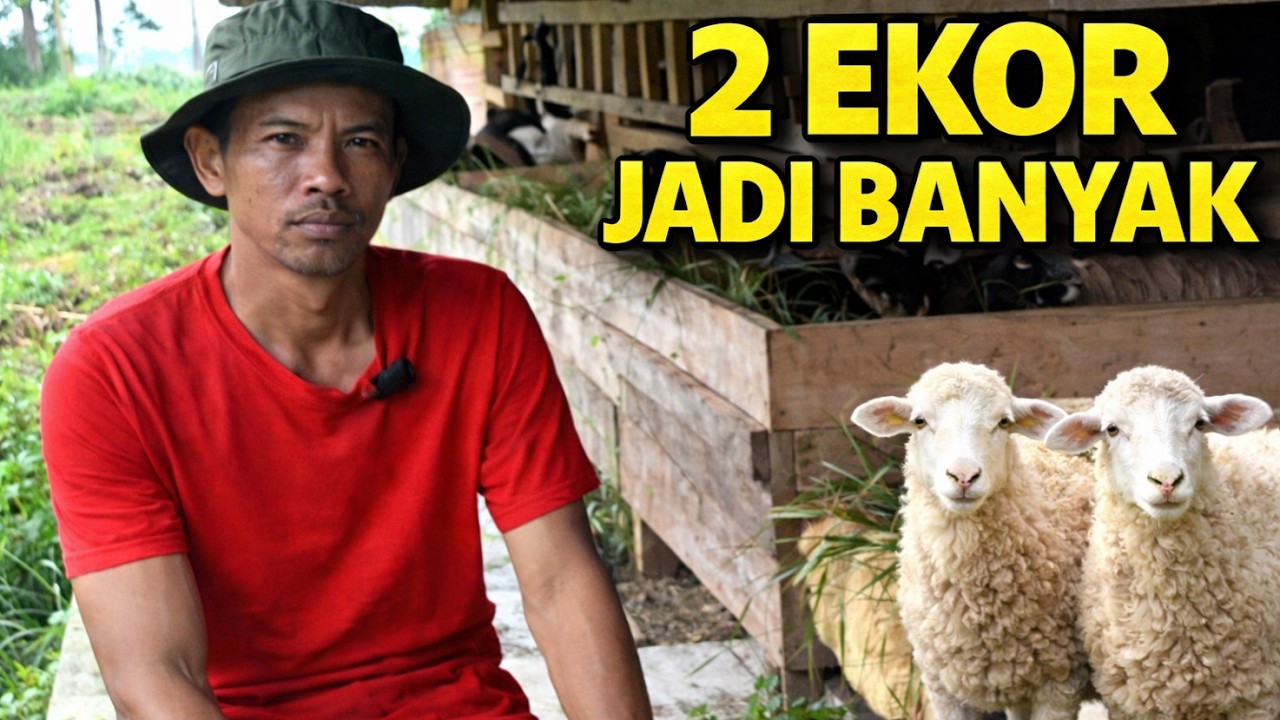 MULAI DARI NOL TANPA UTANG: Rahasia Memperbanyak Domba Lewat Jalur Aman