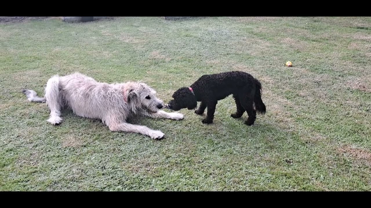 Irish Wolfhound Fiona Fang-mich 