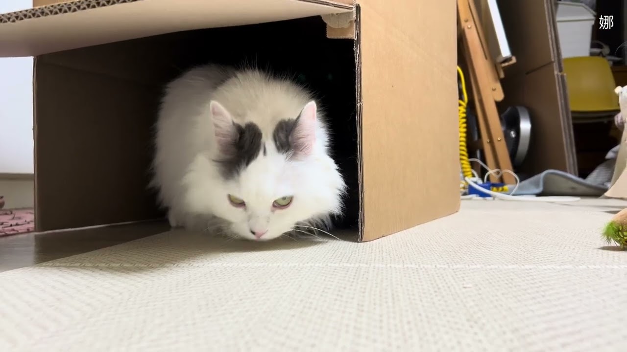 이사 Log 05 | 이삿짐 정리와 이사 전 날 삼냥이 고양이 호텔 보내기